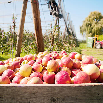 Teaser App Food Agriculture